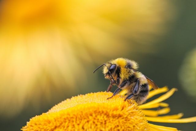 The National Bee Count