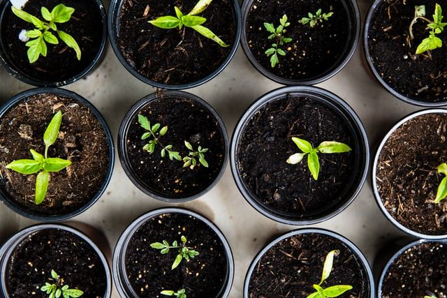 Biodiversiteit bevorderen met MoestuinMaatjes